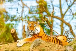 4 Days Golden Triangle with Ranthambore Safari