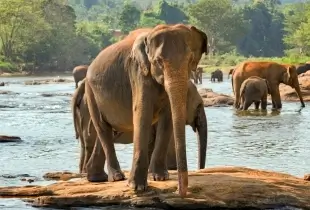 Sri Lanka
