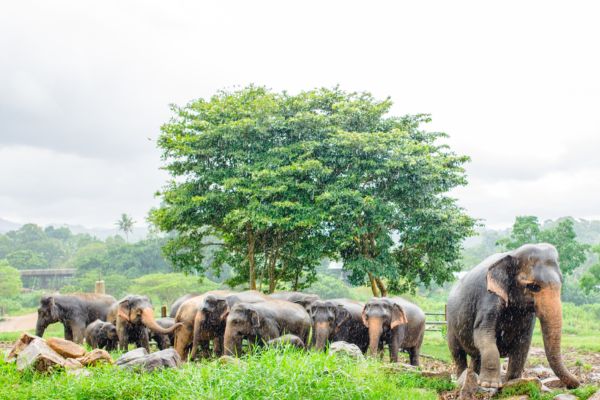 Pinnawala Elephant Orphanage