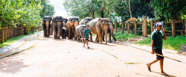 Yala National Park