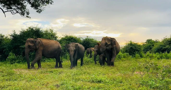 Ethical Wildlife Experience