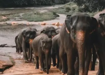 Sri Lanka Essential Budget