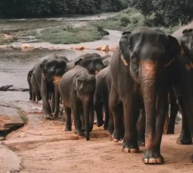 Sri Lanka Essential Budget