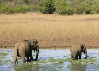 Sri Lanka Nature & Wildlife